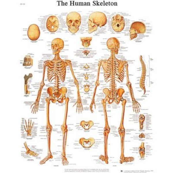 Fabrication Enterprises 3B® Anatomical Chart - Skeleton, Sticky Back 12-4620S